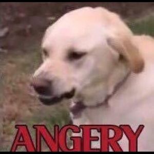 Meet your Posher, Luis